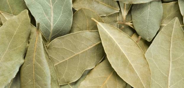 Les avantages étonnants de l’huile de feuille de laurier